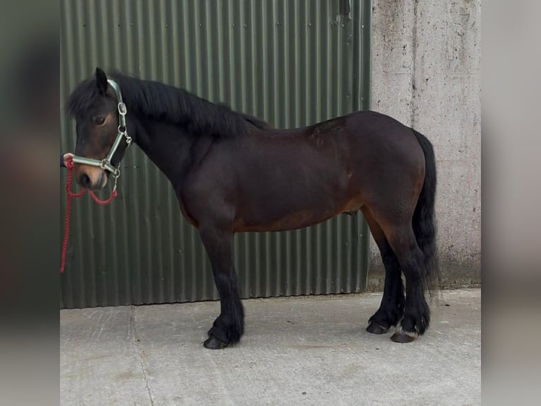 Connemara Gelding 8 years Bay in Sligo