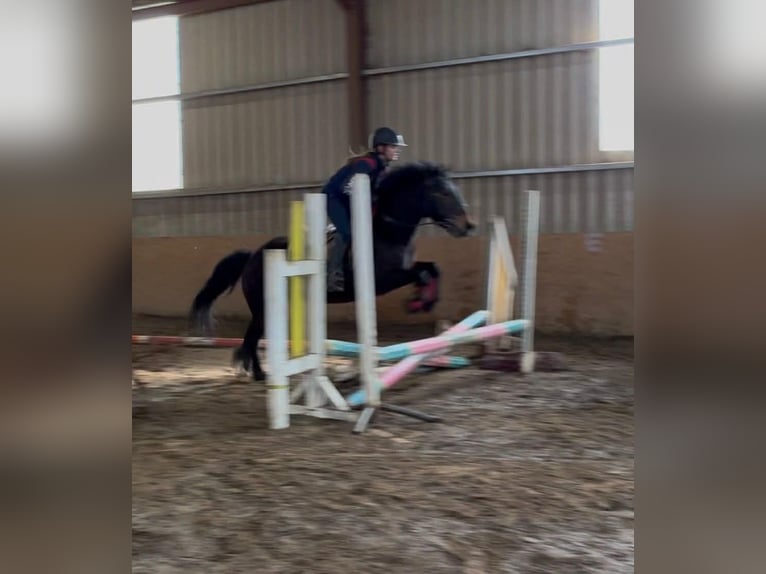 Connemara Gelding 8 years Bay in Sligo