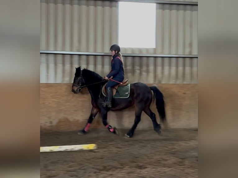 Connemara Gelding 8 years Bay in Sligo