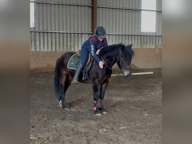 Connemara Gelding 8 years Bay in Sligo