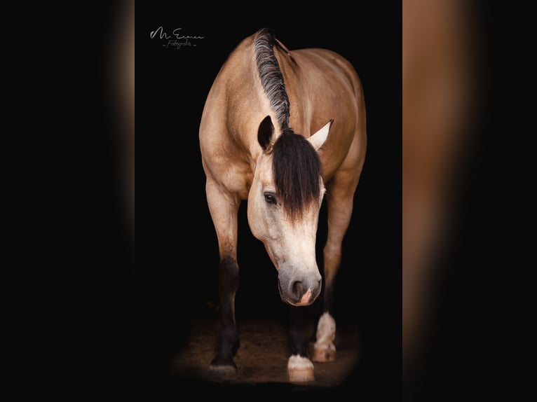 Connemara Gelding 9 years 14.1 hh Dun in Pyrbaum