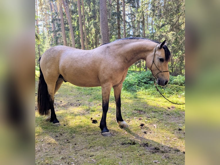Connemara Gelding 9 years 14.1 hh Dun in Pyrbaum
