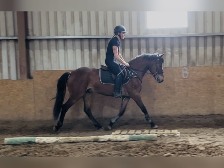 Connemara Gelding 9 years 14.2 hh Brown in Sligo