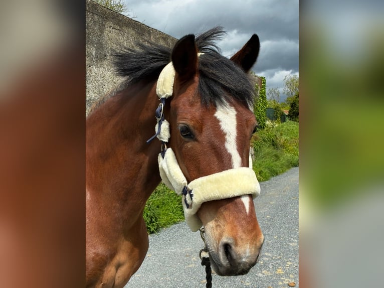 Connemara Gelding 9 years 14.2 hh Brown in Sligo