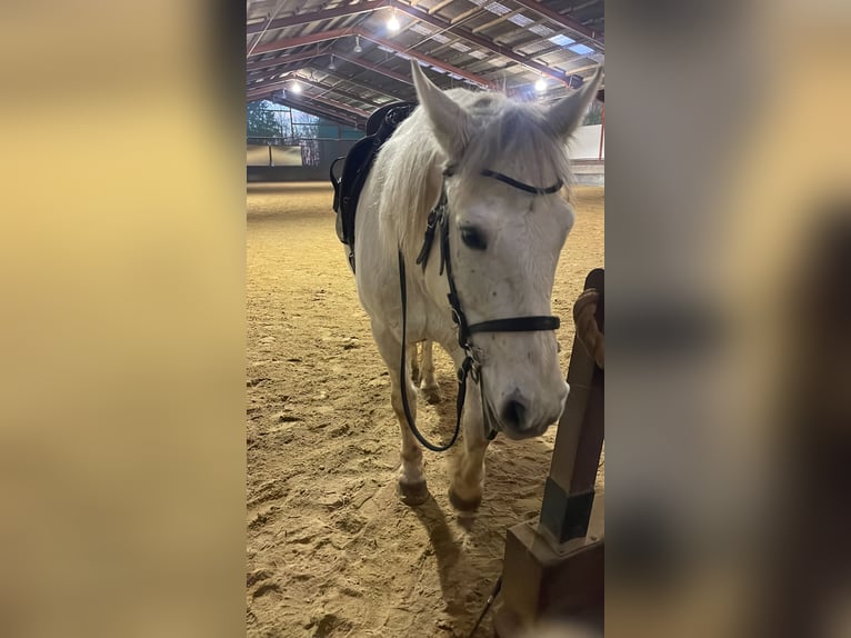 Connemara Gelding 9 years 14.2 hh Grey in Heinzenbach
