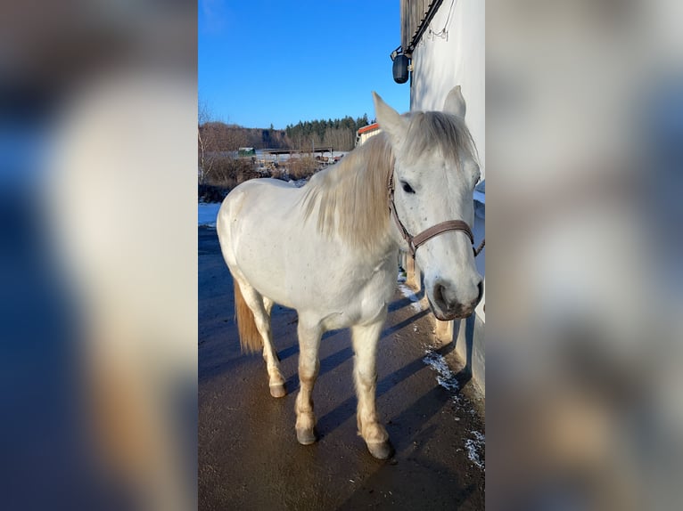Connemara Gelding 9 years 14.2 hh Grey in Heinzenbach