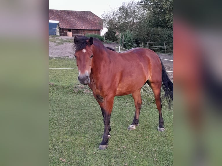 Connemara Gelding 9 years 14,1 hh Brown in Linz