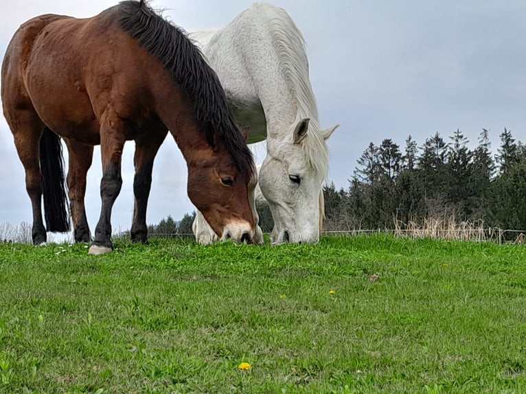 Connemara Gelding 9 years 14,1 hh Brown in Linz