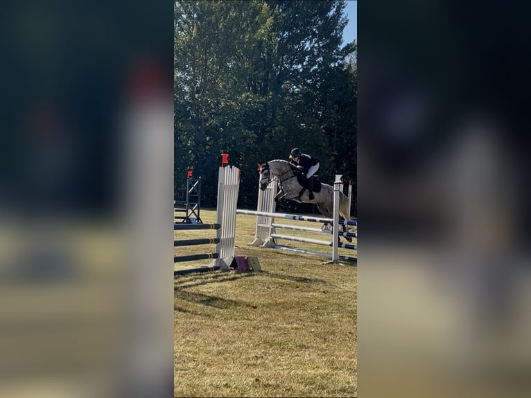 Connemara Gelding 9 years 14,1 hh Grey-Dapple in Stråvalla