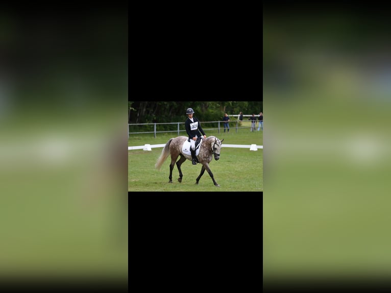 Connemara Gelding 9 years 14,1 hh Grey-Dapple in Stråvalla