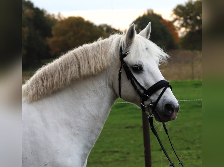 Connemara Mix Gelding 9 years 14,1 hh Grey in uelsen