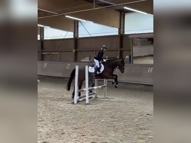 Connemara Gelding 9 years 14,2 hh Brown in Weil der Stadt