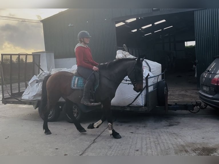 Connemara Gelding 9 years 14,2 hh Brown in Sligo