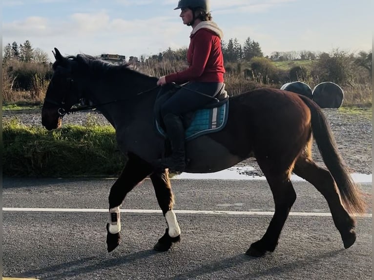 Connemara Gelding 9 years 14,2 hh Brown in Sligo