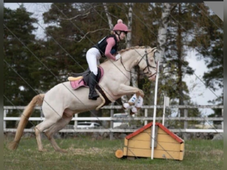 Connemara Gelding 9 years 14,2 hh Cremello in Vantaa