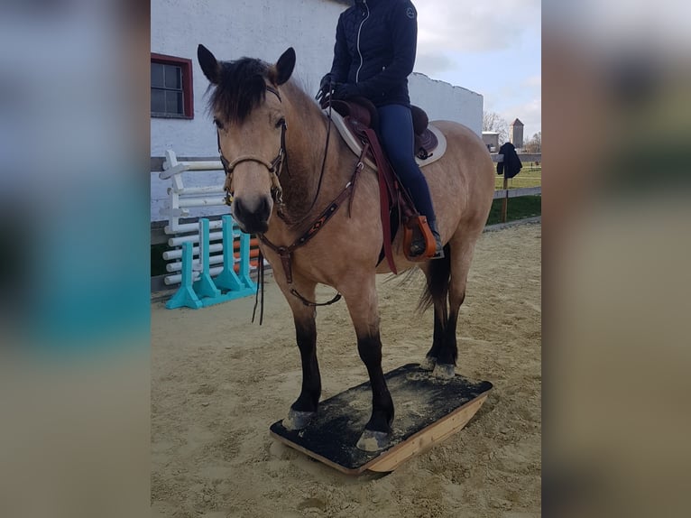 Connemara Mix Gelding 9 years 15 hh Dun in Groß Wüstenfelde