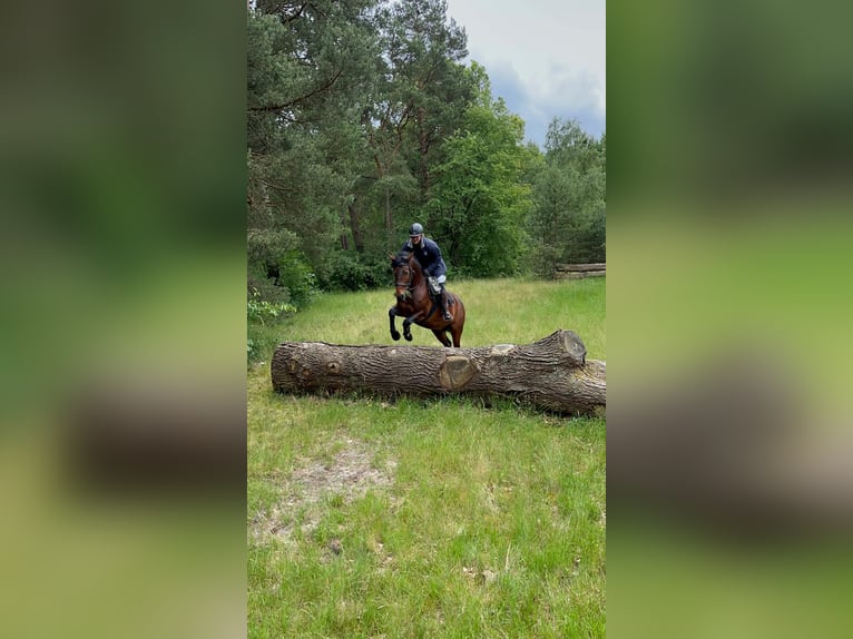 Connemara Gelding 9 years 15 hh in Weyhe