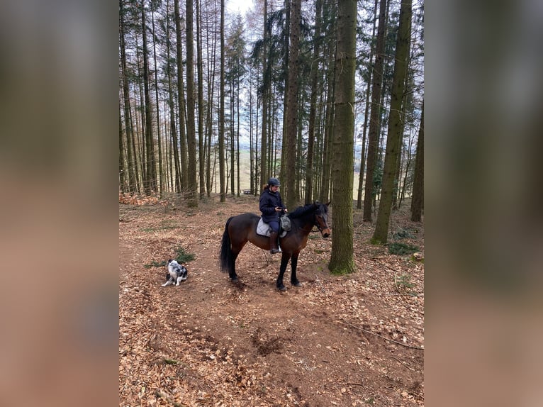 Connemara Gelding 9 years 15 hh in Weyhe