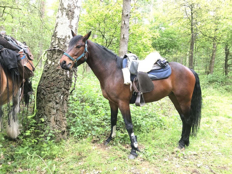 Connemara Gelding 9 years 15 hh in Weyhe