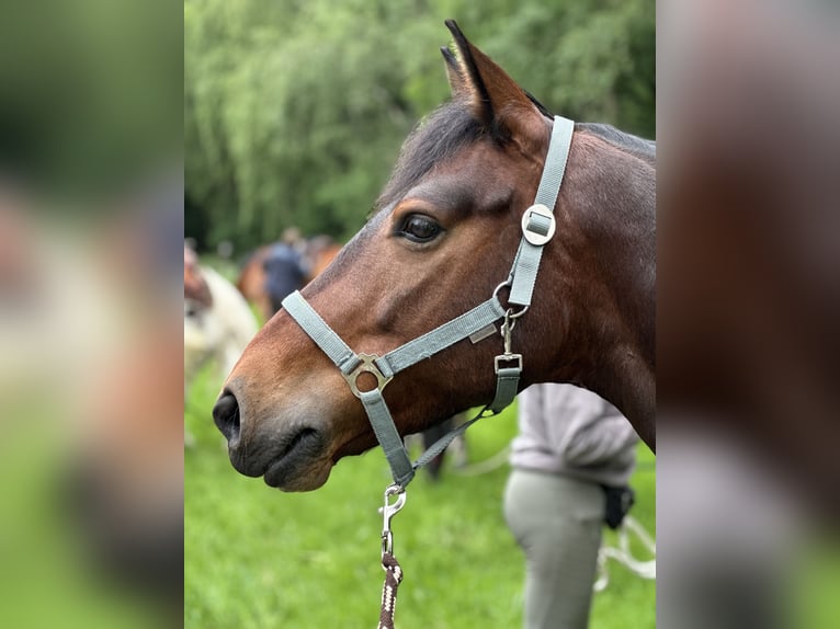 Connemara Gelding 9 years 15 hh in Weyhe
