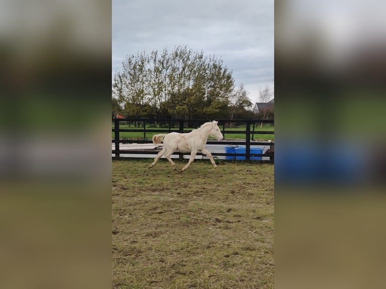 Connemara Gelding Foal (04/2025) 14,2 hh Cremello in Galway