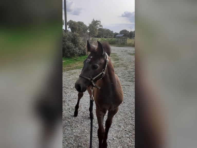 Connemara Gelding Foal (01/2024) Brown in LA DOMINELAIS