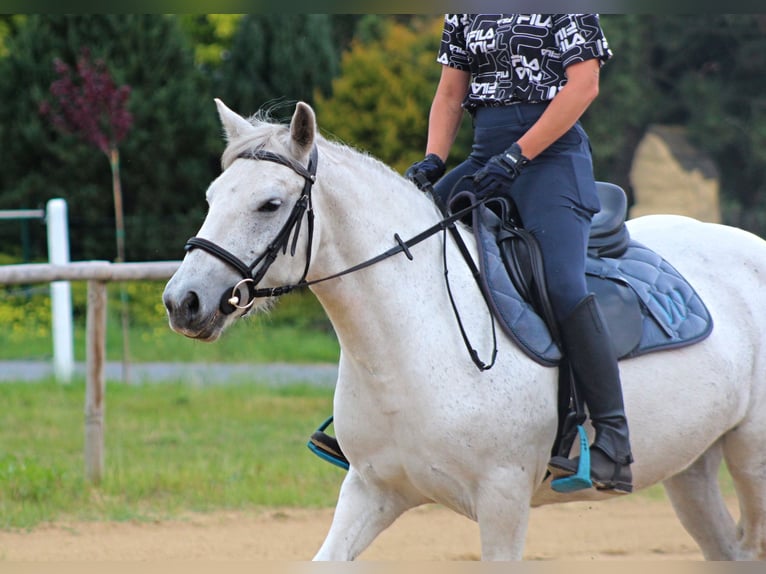 Connemara Giumenta 10 Anni 142 cm Grigio in Santok