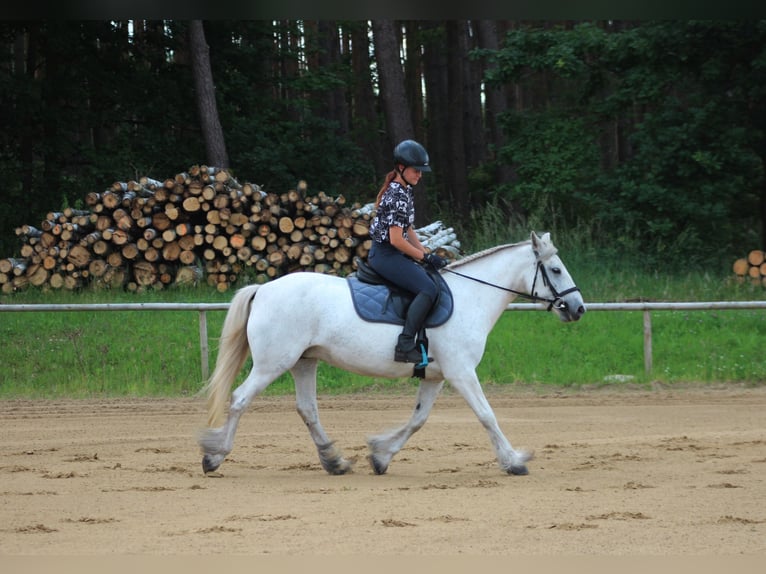 Connemara Giumenta 10 Anni 142 cm Grigio in Santok