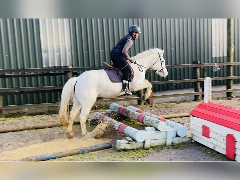 Connemara Giumenta 10 Anni 143 cm Grigio in Sligo