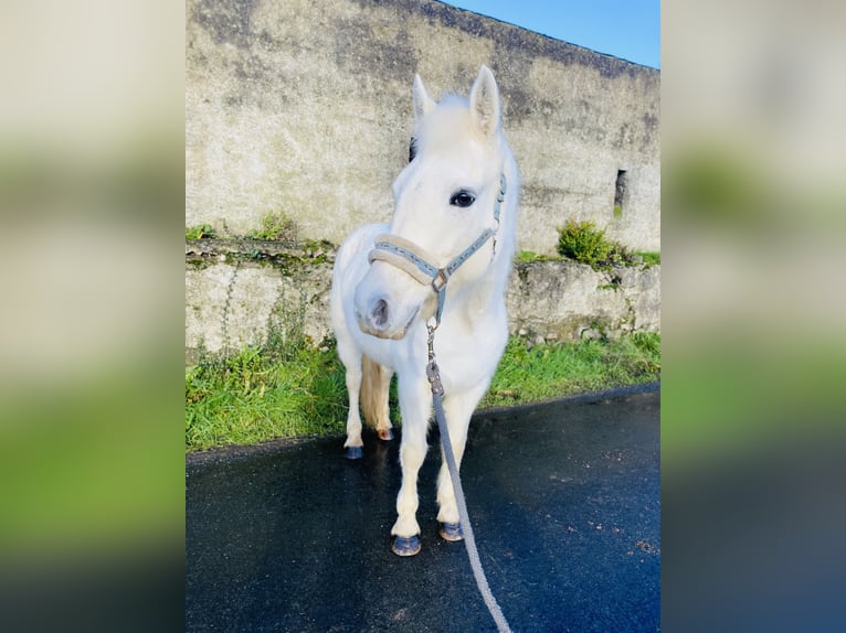 Connemara Giumenta 10 Anni 143 cm Grigio in Sligo