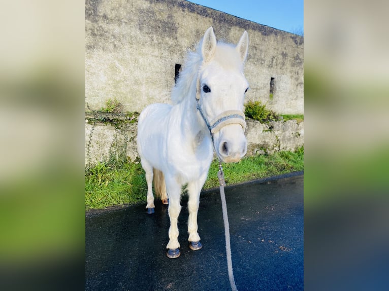 Connemara Giumenta 10 Anni 143 cm Grigio in Sligo