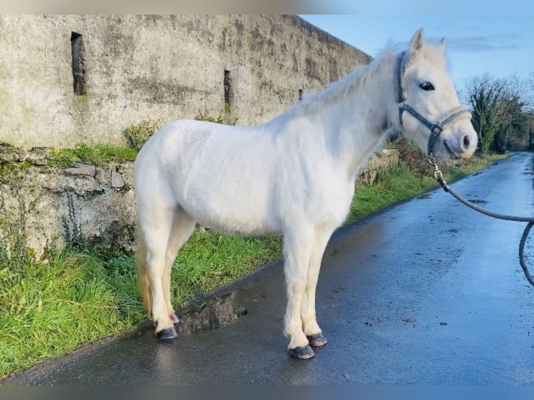 Connemara Giumenta 10 Anni 143 cm Grigio in Sligo