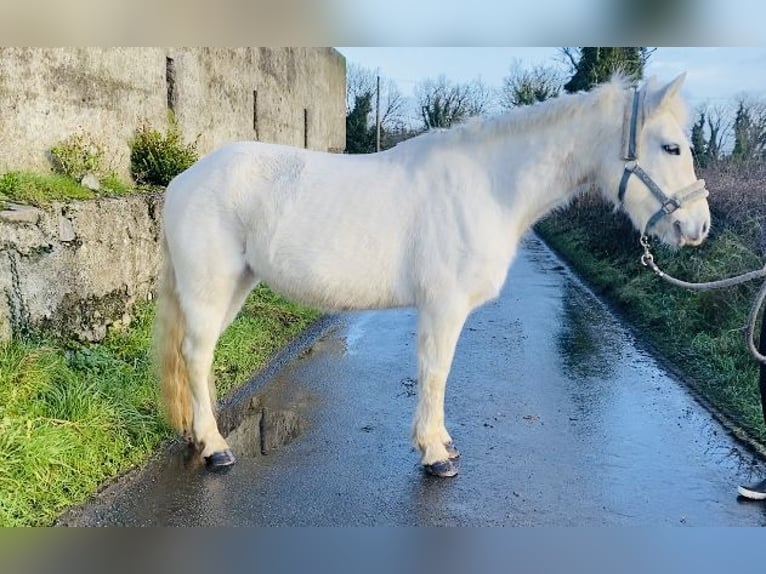 Connemara Giumenta 10 Anni 143 cm Grigio in Sligo