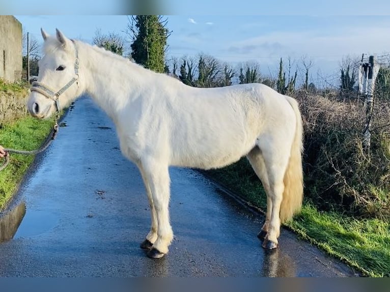 Connemara Giumenta 10 Anni 143 cm Grigio in Sligo