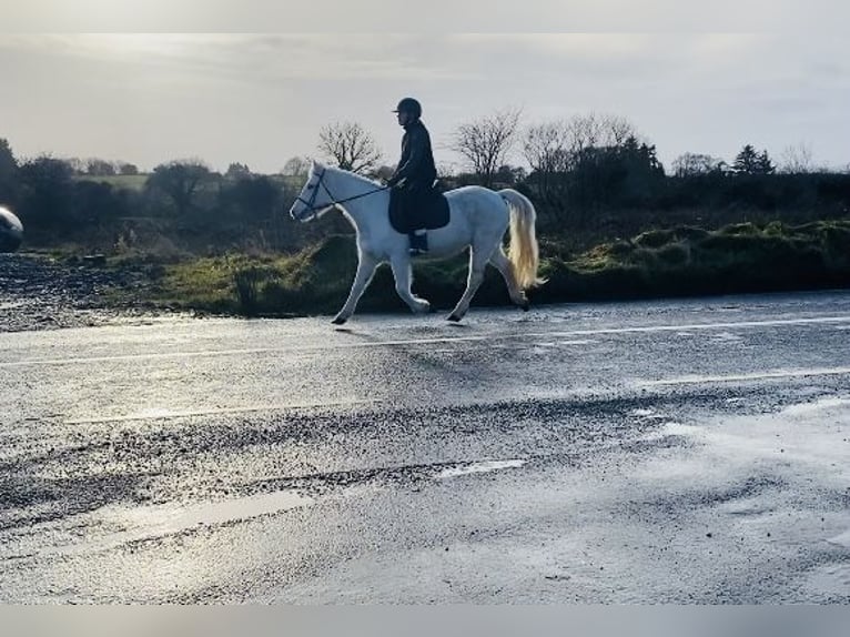 Connemara Giumenta 10 Anni 143 cm Grigio in Sligo