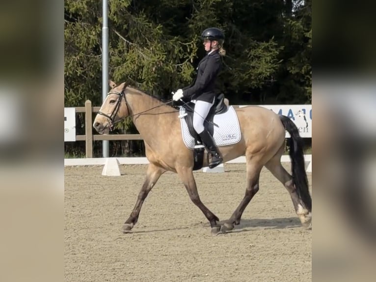 Connemara Giumenta 10 Anni 144 cm Falbo in Vollen
