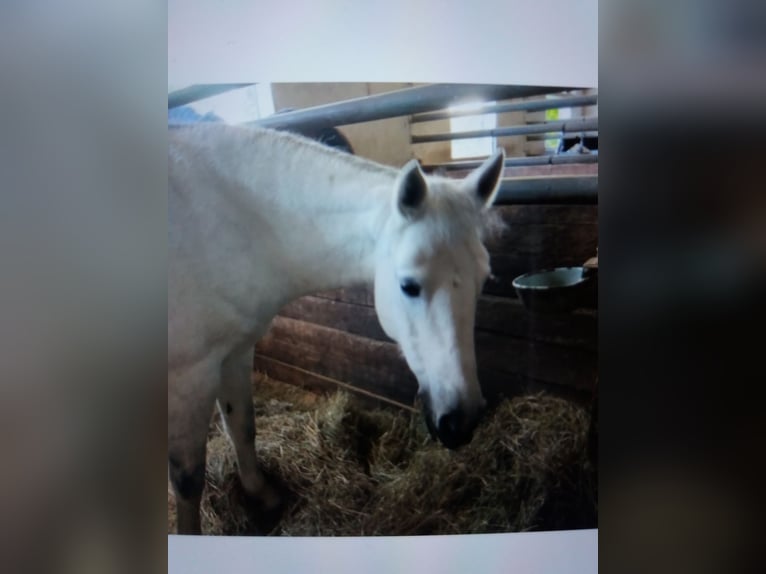 Connemara Mix Giumenta 10 Anni 144 cm Grigio in Ebhausen