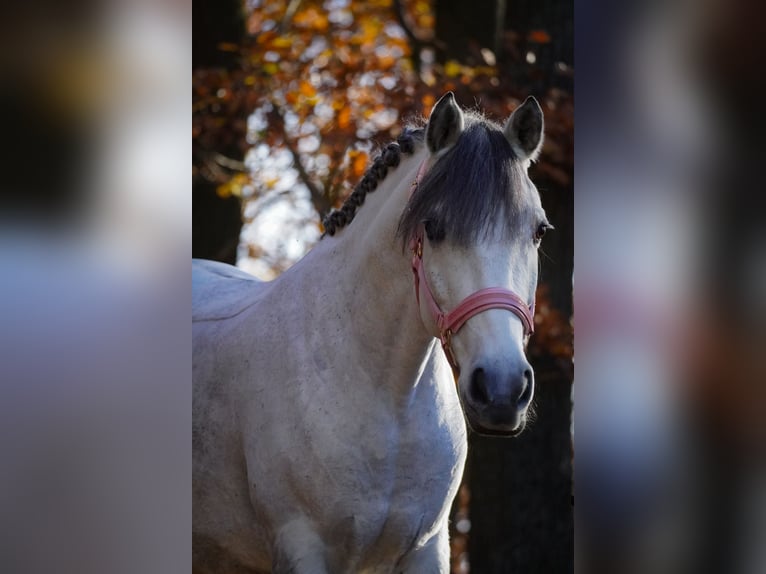 Connemara Mix Giumenta 10 Anni 146 cm Grigio ferro in Nettersheim