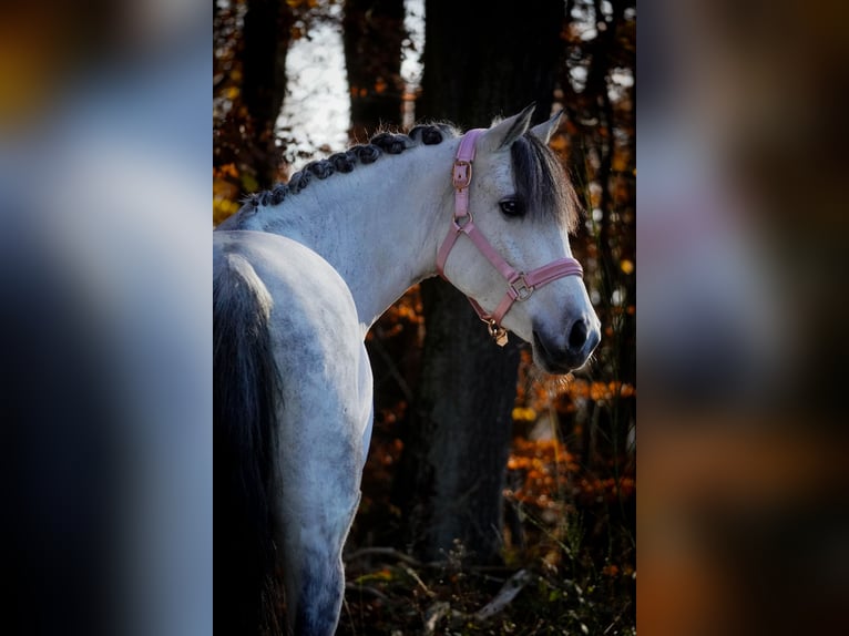 Connemara Mix Giumenta 10 Anni 146 cm Grigio ferro in Nettersheim