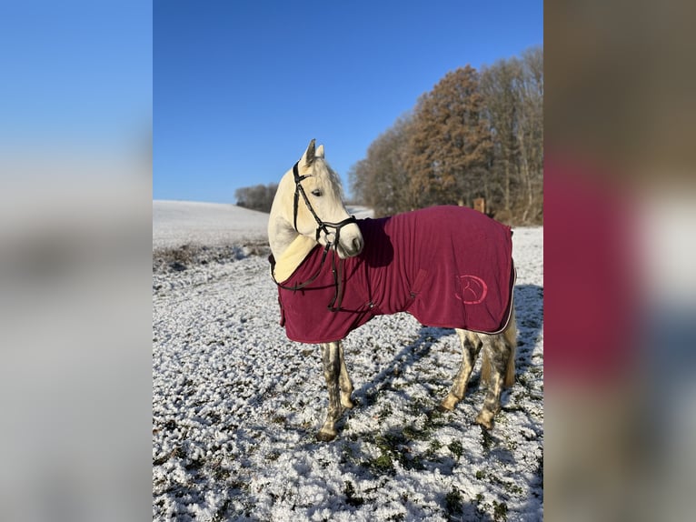 Connemara Giumenta 10 Anni 147 cm Grigio in Duderstadt