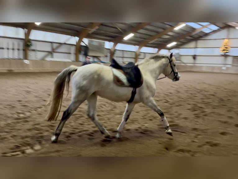 Connemara Giumenta 10 Anni 147 cm Grigio pezzato in Osdorf