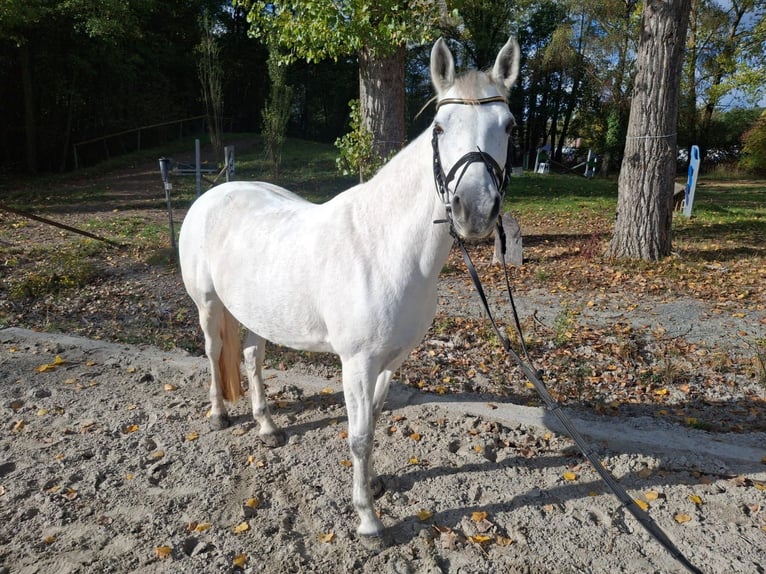 Connemara Giumenta 10 Anni 148 cm Grigio in Neu-Isenburg