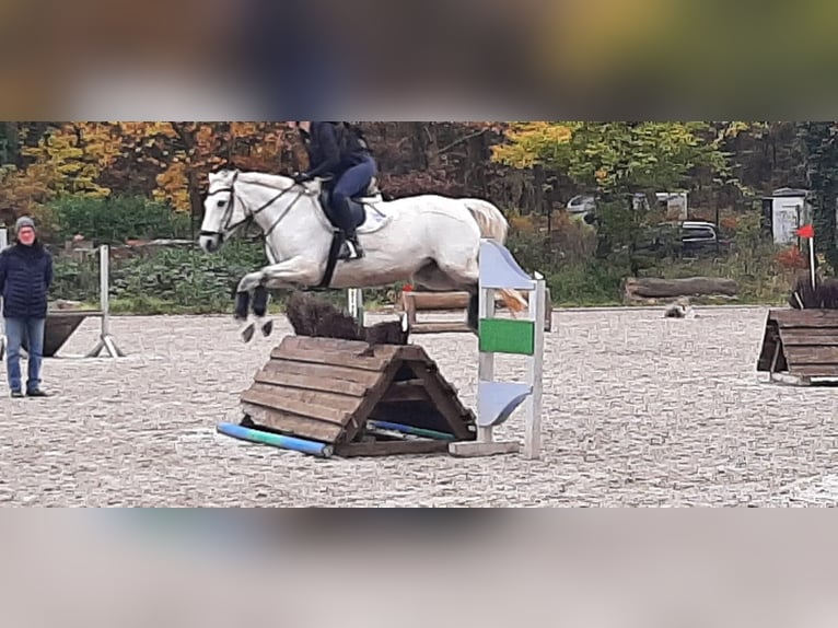 Connemara Giumenta 10 Anni 148 cm Grigio in Neu-Isenburg