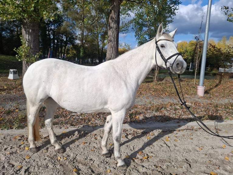 Connemara Giumenta 10 Anni 148 cm Grigio in Neu-Isenburg