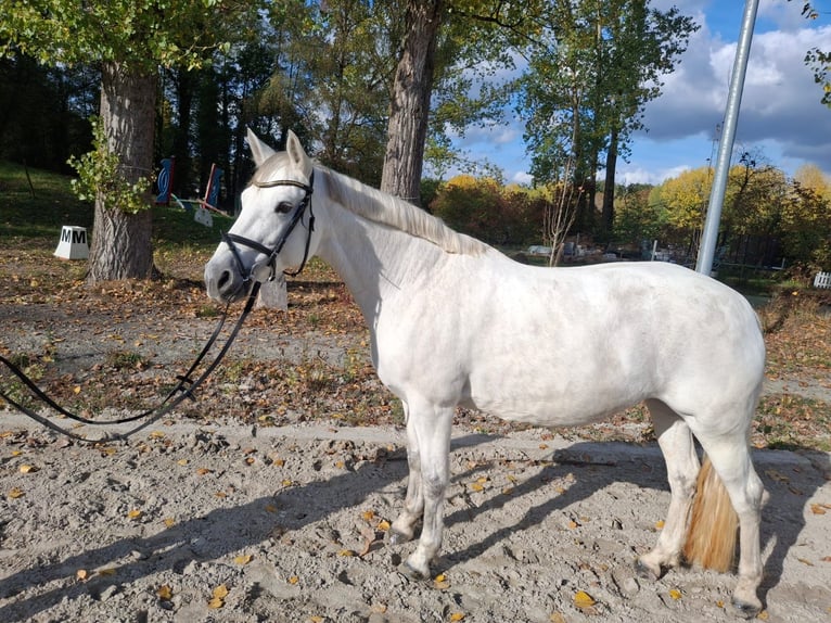 Connemara Giumenta 10 Anni 148 cm Grigio in Neu-Isenburg