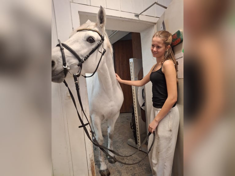 Connemara Giumenta 10 Anni 148 cm Grigio in Neu-Isenburg