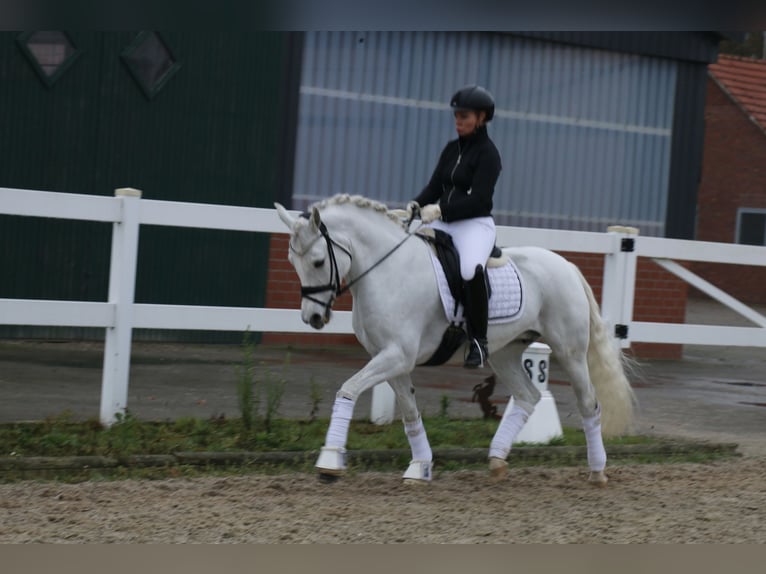 Connemara Giumenta 10 Anni 148 cm Grigio in Recke, bei Osnabrück