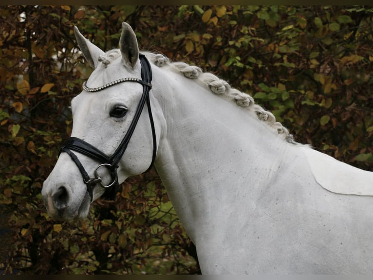 Connemara Giumenta 10 Anni 148 cm Grigio in Recke, bei Osnabrück