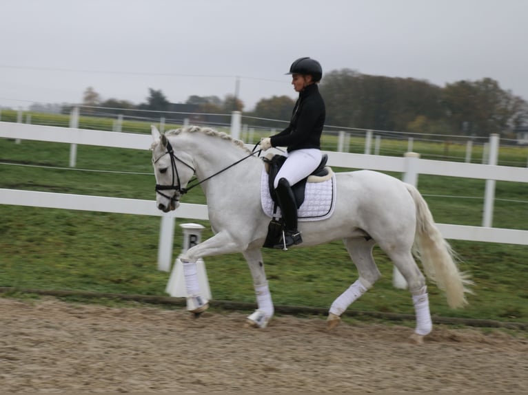 Connemara Giumenta 10 Anni 148 cm Grigio in Recke, bei Osnabrück