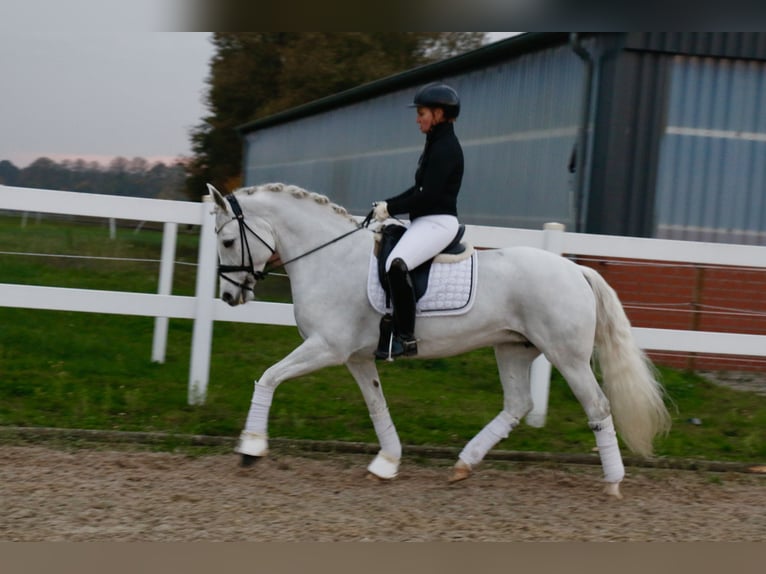 Connemara Giumenta 10 Anni 148 cm Grigio in Recke, bei Osnabrück